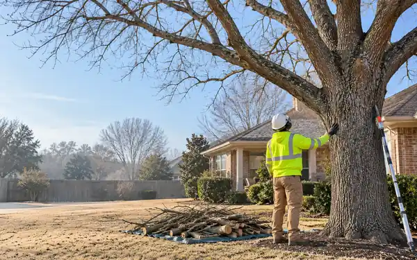 Illustration: arborist checking a leafless pecan tree in winter